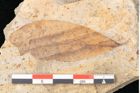 Foto (Detailansicht) von Myrica lignitum Unger (NHMW-GEO-2024-0188-4031)